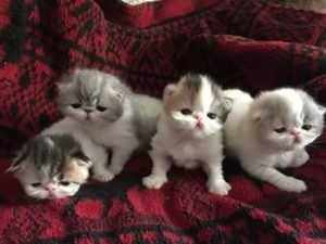 chatons race Exotic Shorthair