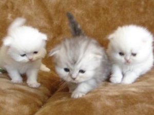 chatons de race Foldex