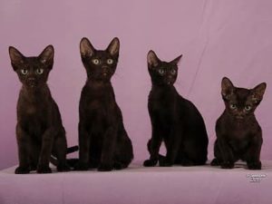 chatons de race Havana Brown