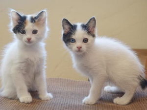 chatons de race Japanese Bobtail