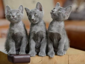 chatons de race Korat