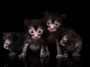 chatons de race Lykoi