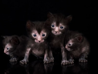 chatons de race Lykoi