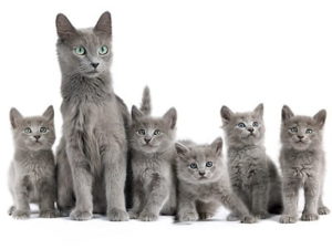 chatons de race Nebelung