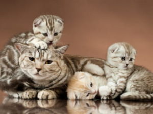 chatons de race Scottish Fold