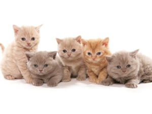 chatons de race Selkirk Rex