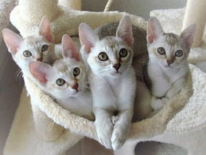 chatons de race Singapura