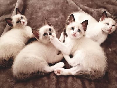 chatons de race Snowshoe