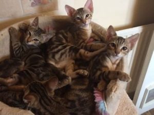 chatons de race Sokoke