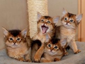 chatons de race Somali