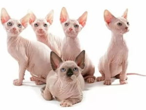 chatons de race Sphynx