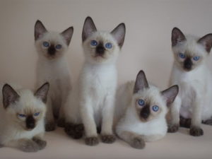 chatons de race Thaï