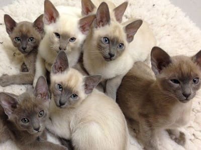 chatons de race Tonkinois