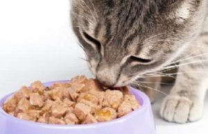 alimentation - pâtée pour chat