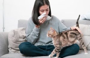 allergie aux chats