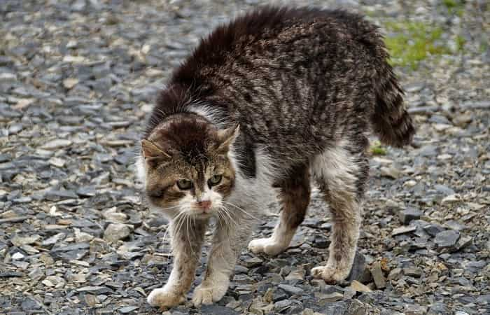 langage corporel - Les attitudes du chat