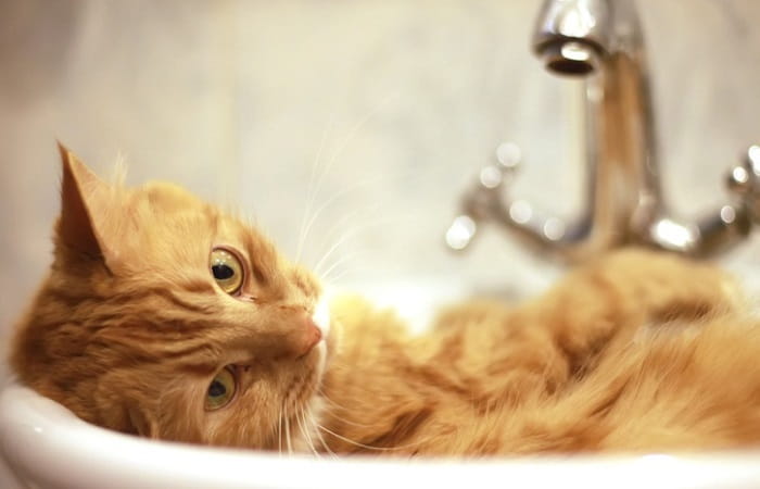 Faut-il laver son chat ?