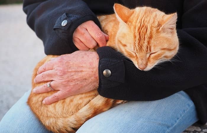 Comment bien caresser son chat ?