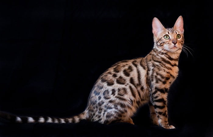 chat de race Bengal