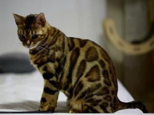 race de chat hypoallergénique Bengal