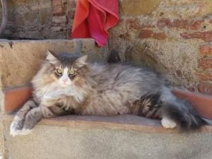 race de chat hypoallergénique Sibérien