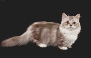 chat de race Minuet (ou Napoléon)