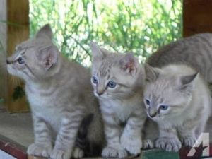 chaton de race Highland Lynx