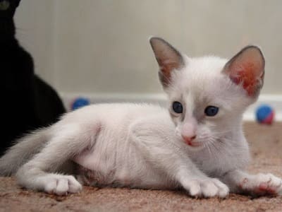 chaton de race Seychellois