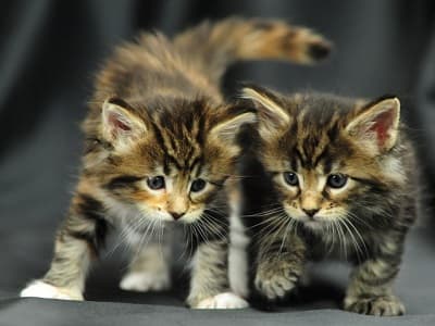 chatons de race Dragon Li