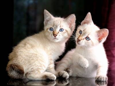 chatons de race Mekong Bobtail