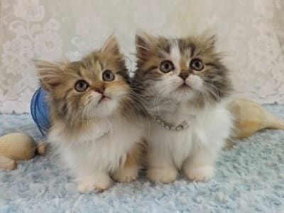 chatons de race Minuet (appelé aussi Napoléon)