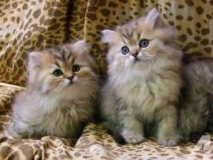 chatons de race Ragamuffin