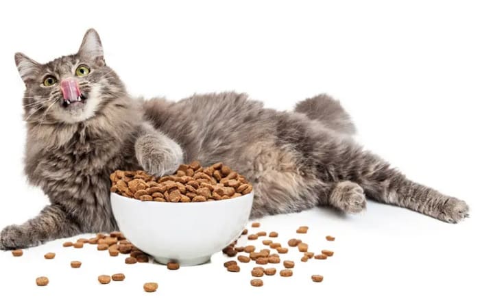 alimentation du chat - croquettes