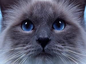 langage corporel - L'expression des yeux du chat