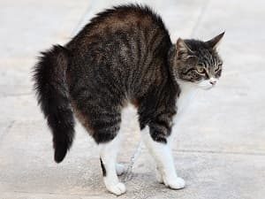 Langage corporel - Le hérissement des poils et vibrisses du chat