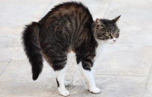 langage corporel - Hérissement des poils et vibrisses du chat