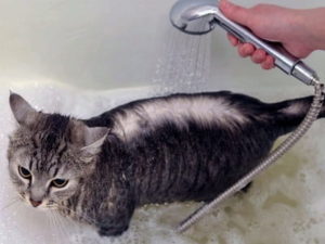 laver son chat dans une baignoire