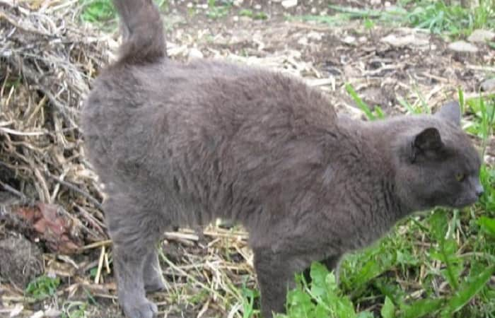 langage corporel - marquage du territoire du chat