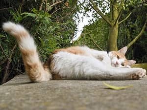 Langage corporel - Les mouvements de la queue du chat