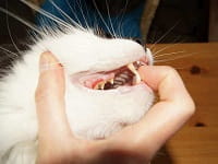 entretien - Nettoyer les dents du chat