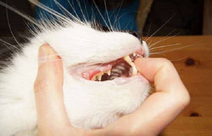 entretien - Nettoyer les dents du chat