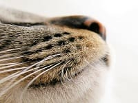 entretien - Nettoyer le nez de votre chat