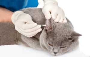 entretien - Nettoyer les oreilles du chat