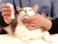 entretien - Nettoyer les yeux de votre chat