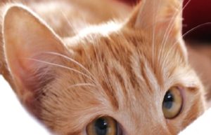 anatomie - oreilles du chat