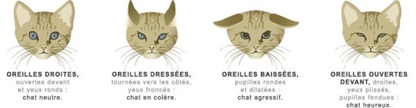 langage corporel - Interprétation de la position des oreilles du chat