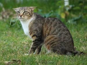 Langage corporel - Position des oreilles du chat