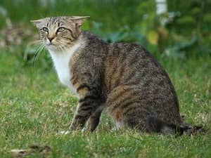 Langage corporel - Position des oreilles du chat