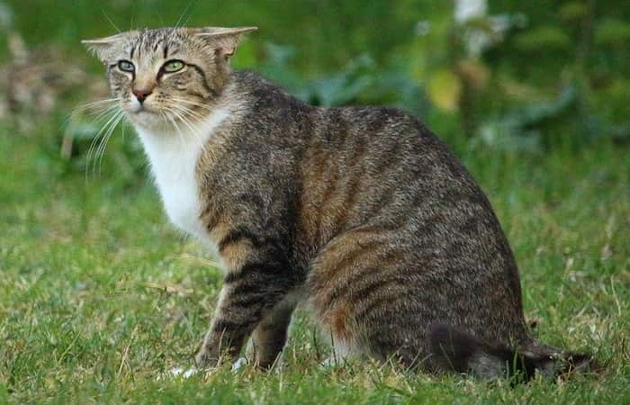 Langage corporel - Position des oreilles du chat