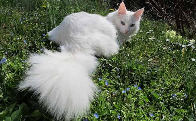 races à poils longs - chat Agora Turc